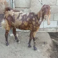 بز آبستن|حیوانات مزرعه|شادگان, |دیوار