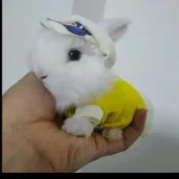 خرگوش های مینی لوپ عروسکی