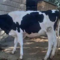 گاو گوساله آبستن|حیوانات مزرعه|گتوند, |دیوار