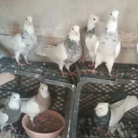 کبوتر طوقی بدون غلط