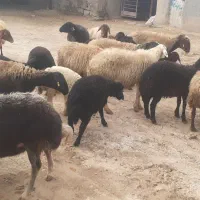 میش وبره|حیوانات مزرعه|اراک, |دیوار