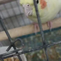 عروس هلندی|پرنده|حمیدیا, |دیوار