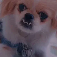 توله سگ گمشده