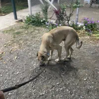 کانگال (میکسد)|سگ|مرند, |دیوار