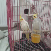 عروس هلندی جفت لوتینو دوکت مولد