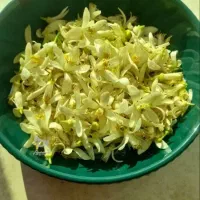 بهارنارنج خشک شده امسال خاتون