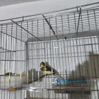 جفت قناری نر و ماده|پرنده|پیرانشهر, |دیوار