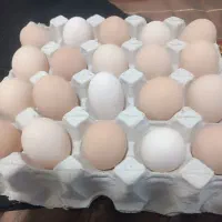 تخم مرغ نطفه دار