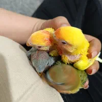 جوجه برزیلی سرلاکی