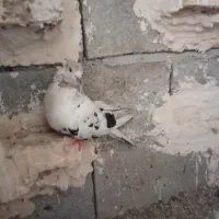 سلام