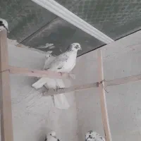 پرنده|پرنده|آران و بیدگل, |دیوار