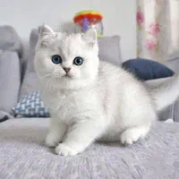 دنیای گربه های اصیل و زیبا( بریتیش پرشین اسکاتیش )|گربه|گرگان, |دیوار