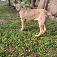 توله سگ سرابی|سگ|سنگر, |دیوار