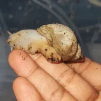 حلزون|خزنده|اهواز, بهارستان|دیوار