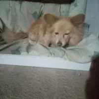 معاوضه با کبوتر|سگ|رباطکریم, رباطکریم|دیوار