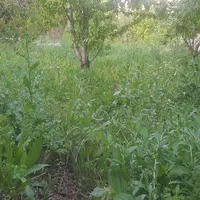 زمین مسکونی باغ ویلا داخل بافت به آباد ۳راه گلمکان