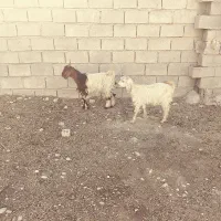 بیگ بز بره میش|حیوانات مزرعه|دزفول, |دیوار