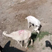 سلام بز بزغاله سان فروشی جوین