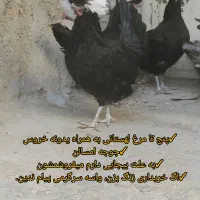 لهستانی|حیوانات مزرعه|نهاوند, |دیوار