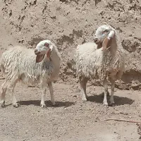 دو گوسفند مری مادر دختر هستن لنگ جمل سر مایع