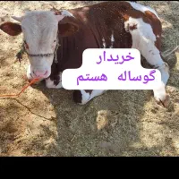 خریدار . گاو گوساله|حیوانات مزرعه|اندیمشک, |دیوار