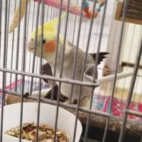 عروس هلندی|پرنده|رزن, |دیوار