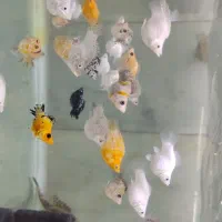 آکواریوم دریا ماهی جدید رسید|ماهی|بیرجند, |دیوار