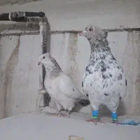 کفتر جفت سینه سرور نر و ماده