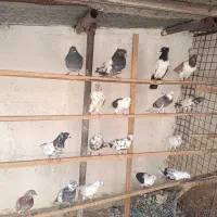 کفتر غریب گیری کبوتر