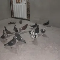 کفتر