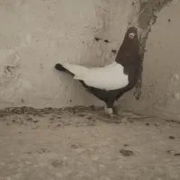 کفتر دورنگ دم سیاه نرمست شلاقی|پرنده|الوند, |دیوار