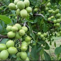 فروش ارقام نهال میوه پیوندی اصلاح شده