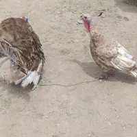 بوقلمون