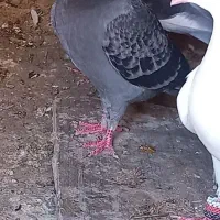 کفتر کاکلی|پرنده|تایباد, |دیوار