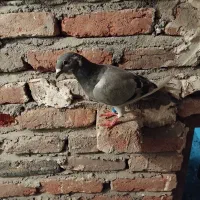 مایل به معاوضه نیستم|پرنده|ایلخچی, |دیوار