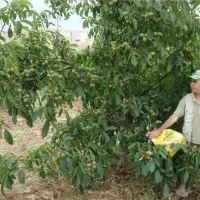 گردو دیرگل و زودبارده|خدمات باغبانی و درختکاری|هشترود, |دیوار