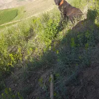 سگ  گوسفند ی یک  ساله|سگ|شیروان (خراسان), |دیوار