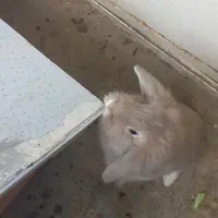 دو تا خرگوش لوپ و معمولی با لانه