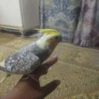 عروس هلندی نر