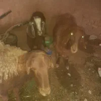 گوسفند وبزیک ساله|حیوانات مزرعه|تربت جام, یحیی آباد|دیوار