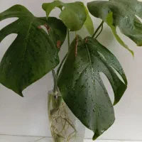 گل برگ انجیری|گل و گیاه طبیعی|اصفهان, شیخ طوسی|دیوار