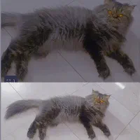 واگذاری گربه بریتیش نر