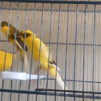 قناری کشیده بلند