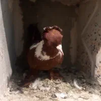 ککیلی نر|پرنده|اردبیل, |دیوار