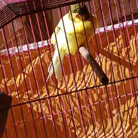 قناری رسمی کمیاب