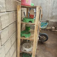 قفس جفت کن کفتر کبوتر