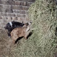 یک جفت بزغاله نر وگیاه خوار با قیمت مناسب