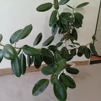 ۲۵۰۰۰۰۰گل بزرگ