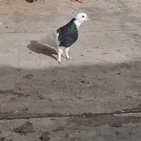 طوقی|پرنده|مشهد, کوی المهدی|دیوار