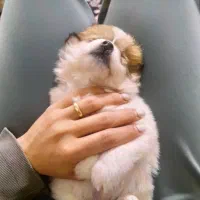 پامر خرسی|سگ|پردیس, فاز ۹|دیوار